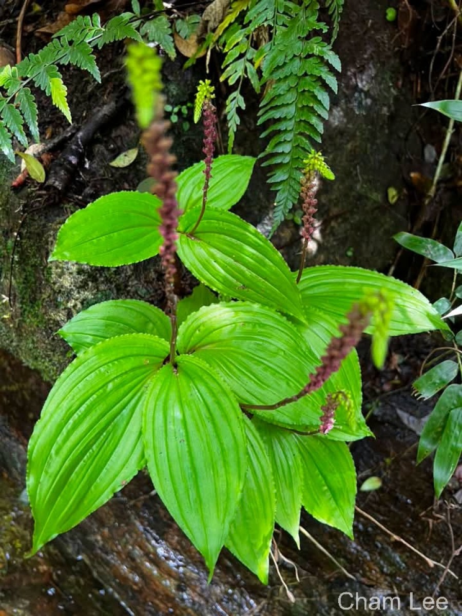 Crepidium versicolor (Lindl.) Sushil K.Singh, Agrawala & Jalal